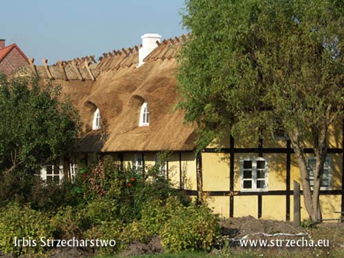 Thatch, reed roof, straw ridge with oak goats, made by Irbis company